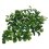 Lucky Reptile Turtle Plants