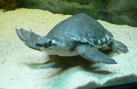 Carettochelys Insculpta