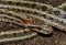 Elaphe Bimaculata
