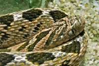 Dasypeltis Scabra