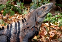 Ctenosaura Similis