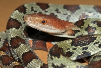 Elaphe (Orthriophis) Moellendorffi