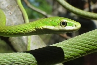 Opheodrys Aestivus