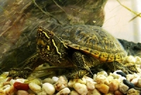 Sternotherus Odoratus