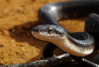 Pantherophis Obsoletus (Eaphe Obsoleta)