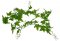 Lucky Reptile Jungle Vine - Varianta: Gape Leaf Vine cca 200 cm