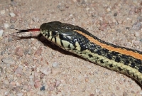 Thamnophis Sp.