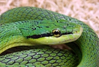 Elaphe (Rhadinophis) Frenatum