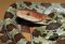 Elaphe (Orthriophis) Moellendorffi