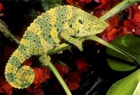 Chamaeleo (Trioceros) Melleri