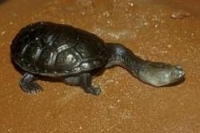 Chelodina Siebenrocki